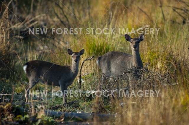 Sika Deer 17