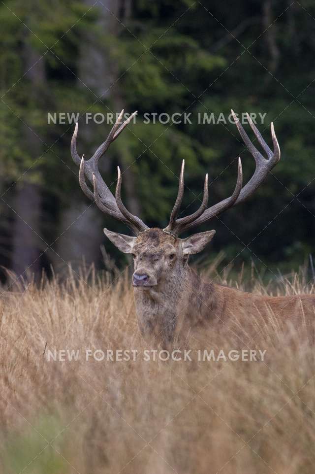 Red Deer 55