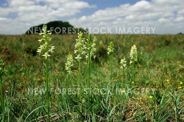 Lesser Butterfly Orchid 25