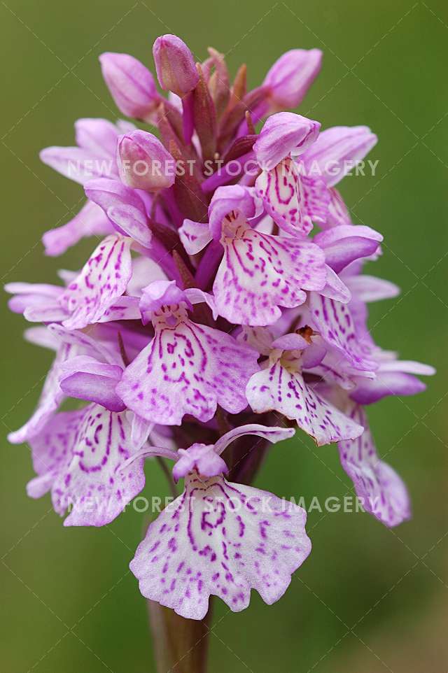 Heath Spotted Orchid 01