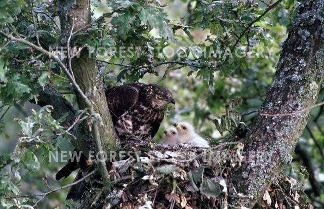 Honey Buzzard Nest 03