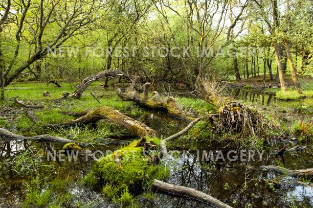 Woodland Pond 01