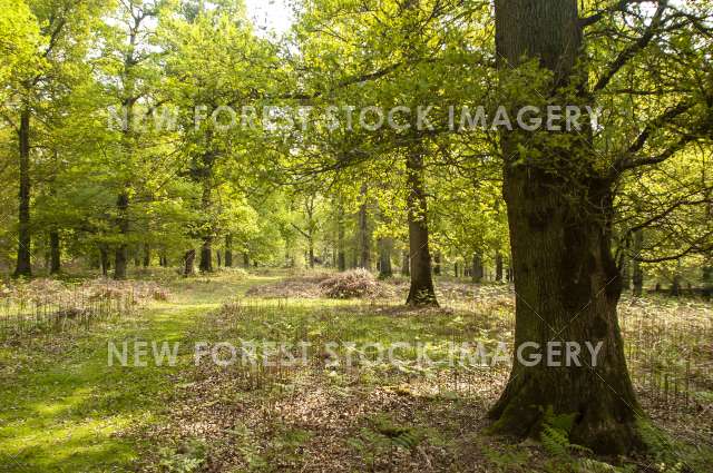 Bratley Inclosure 01