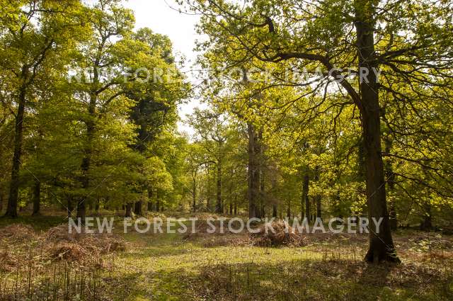 Bratley Inclosure 02