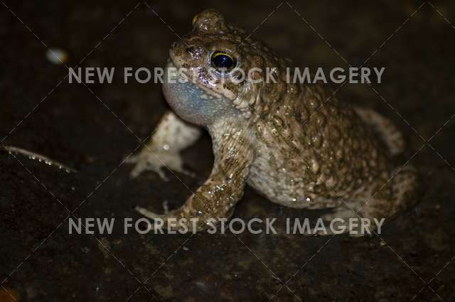 Natterjack Toad 01