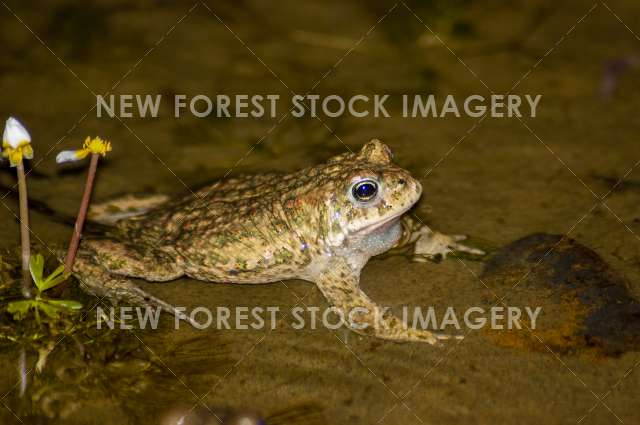 Natterjack Toad 07