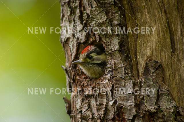 Lesser Spotted Woodpecker 07