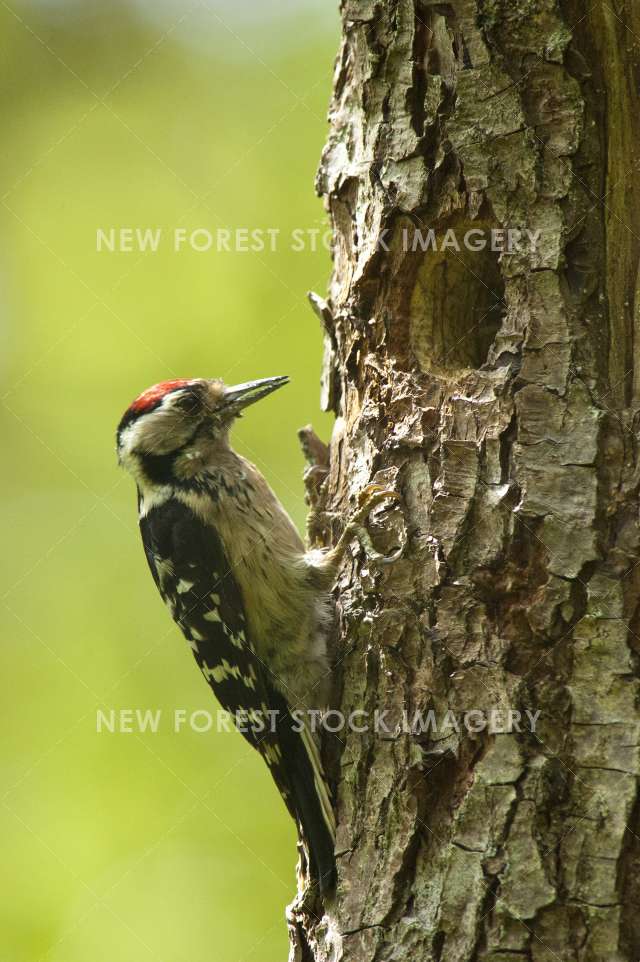 Lesser Spotted Woodpecker 06