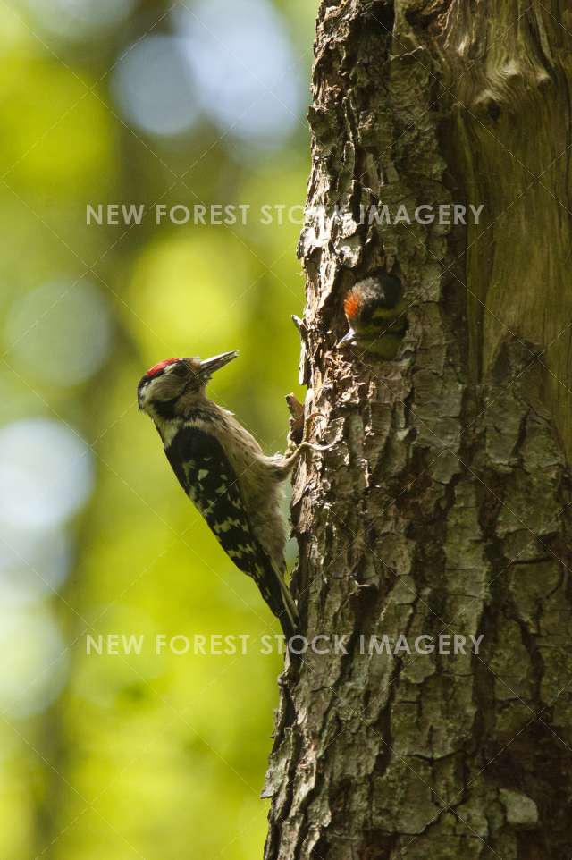 Lesser Spotted Woodpecker 05