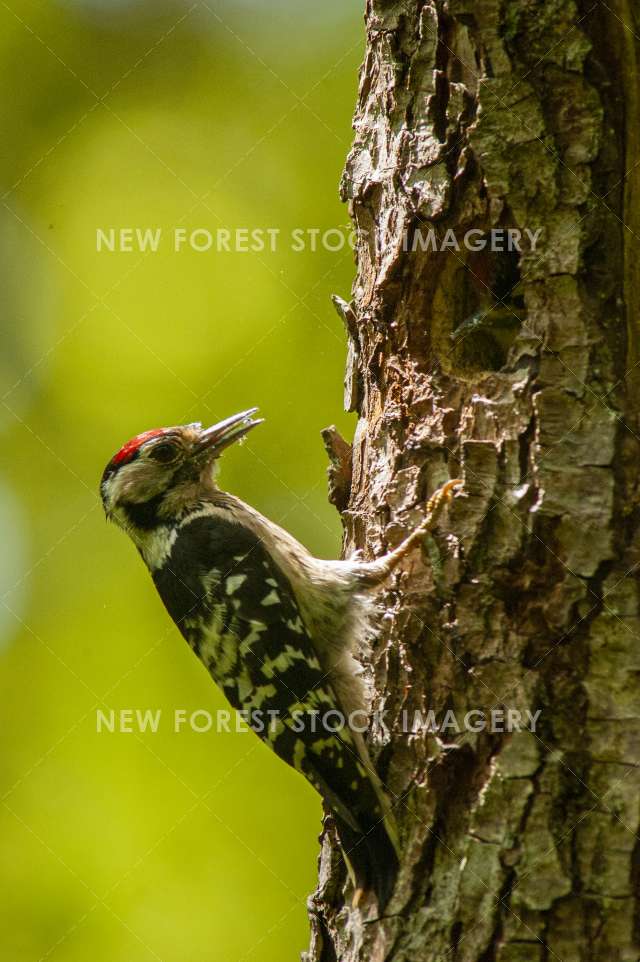Lesser Spotted Woodpecker 04