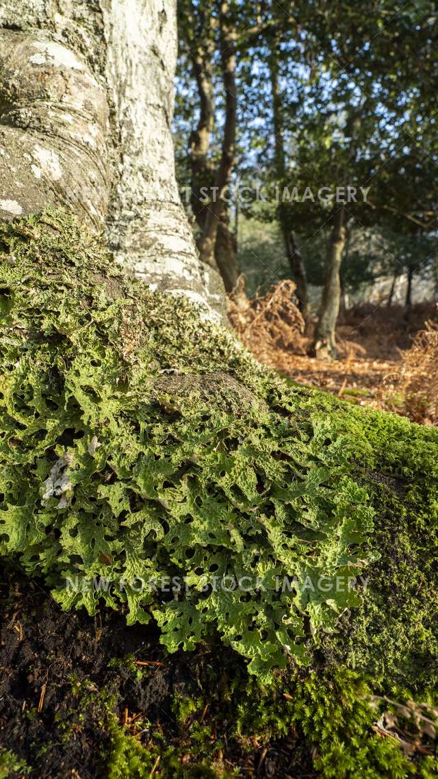 Tree Lungwort 02