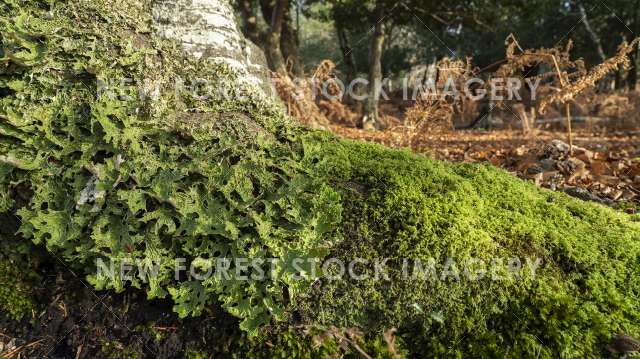 Tree Lungwort 01