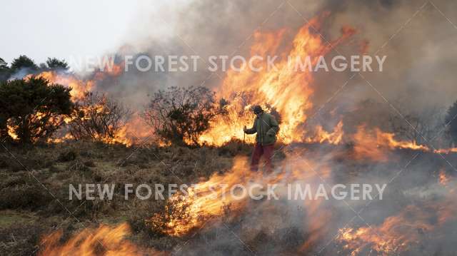 Heathland Management 04