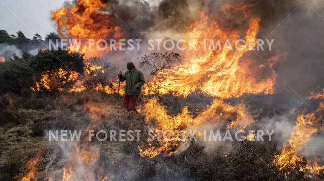 Heathland Management 01