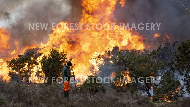 Heathland Management 03