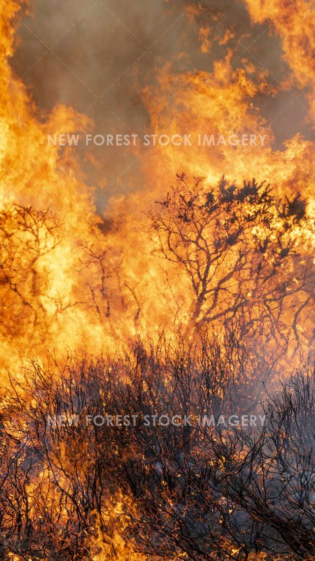 Heathland Management 06