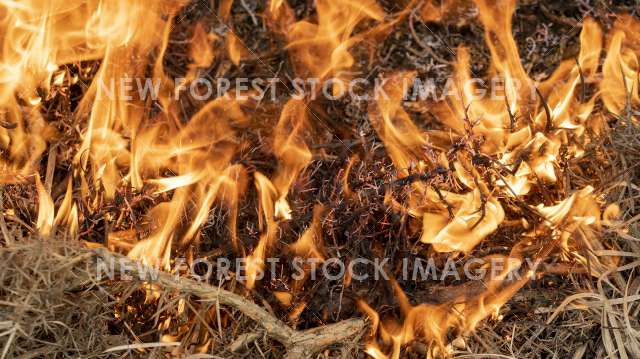 Heathland Management 05