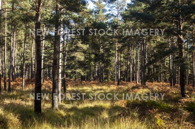 Alderhill Inclosure 01