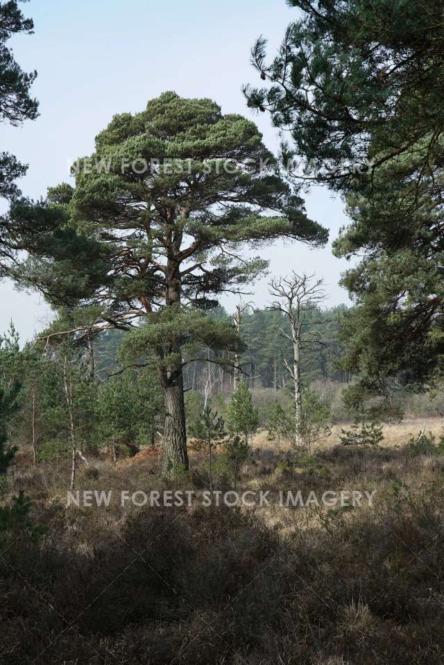 Scots Pine 02