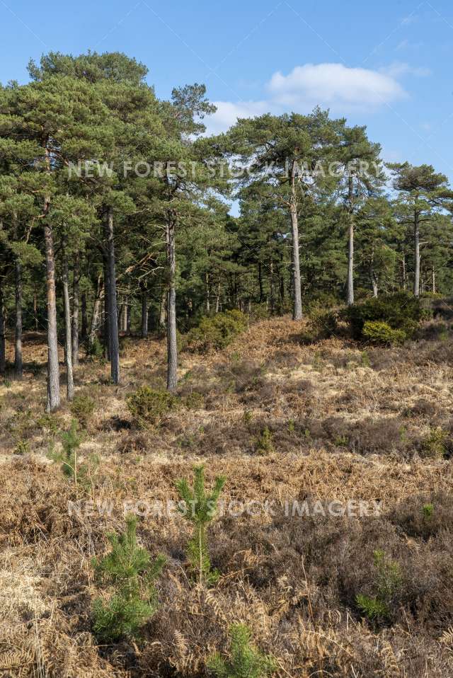 Dur Hill Inclosure 03