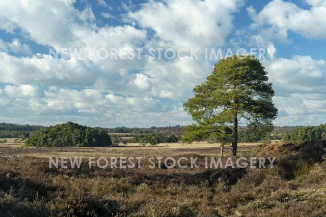 Cranes Moor 05