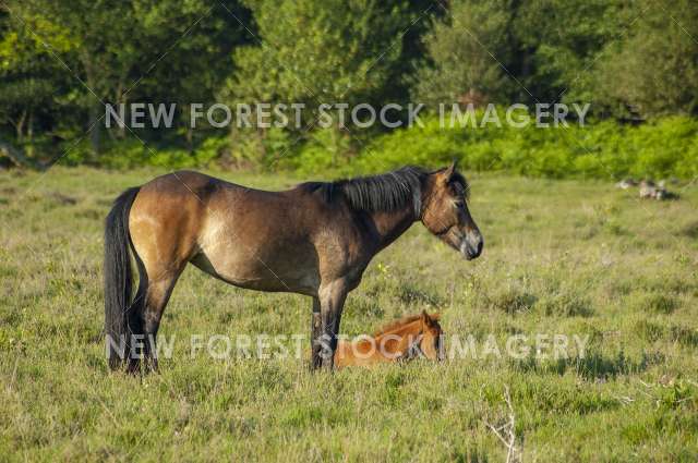 Pony and Foal 01