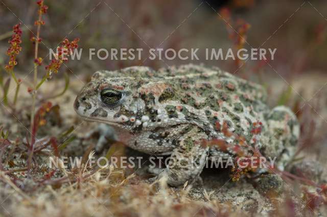 Natterjack Toad 06