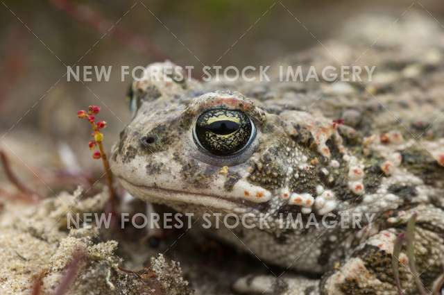 Natterjack Toad 04