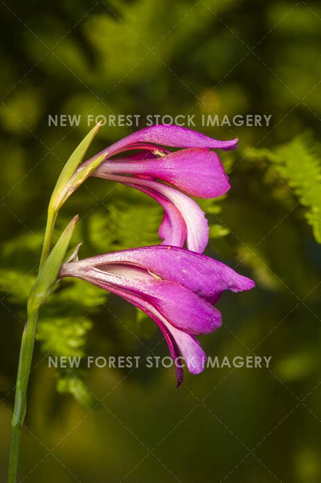 Wild Gladiolus 02