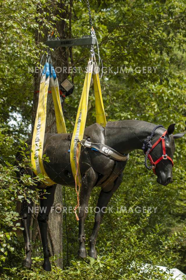 New Forest Show 05