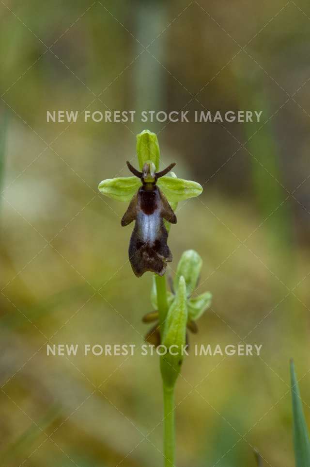 Fly Orchid 02