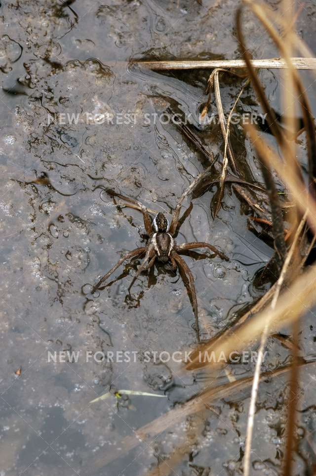 Raft Spider 02