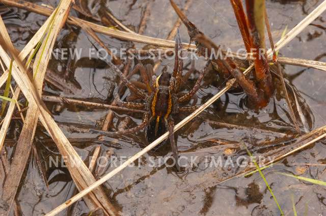 Raft Spider 03