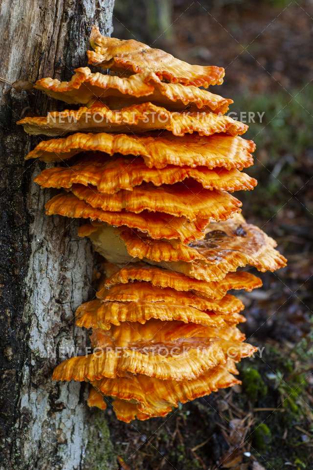 Sulphur Polypore 06