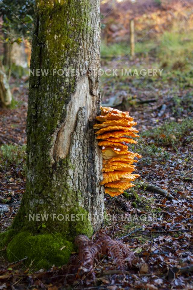 Sulphur Polypore 07