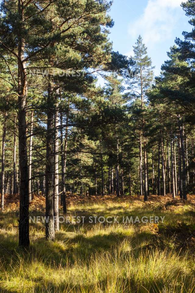 Alderhill Inclosure 02