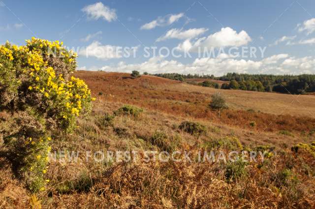 Alderhill Bottom 01