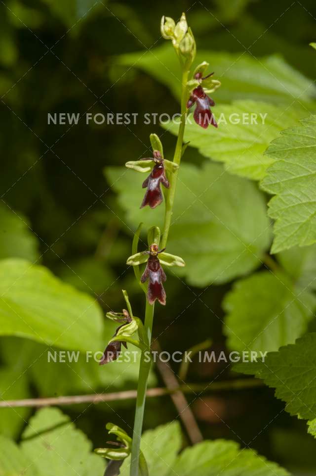 Fly Orchid 01