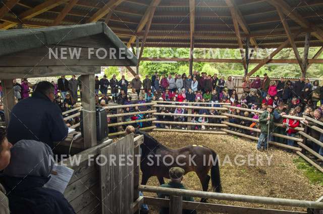 Beaulieu Road Pony Sales 01