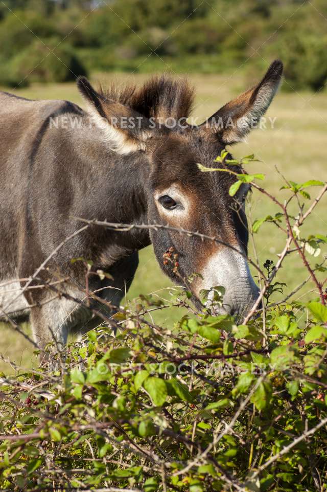 Donkey 08