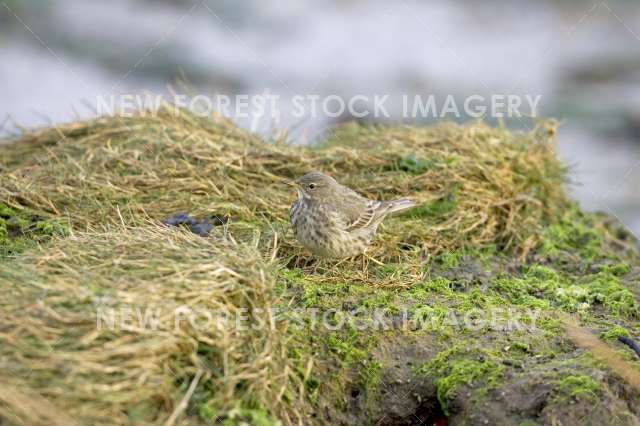 Rock Pipit 05