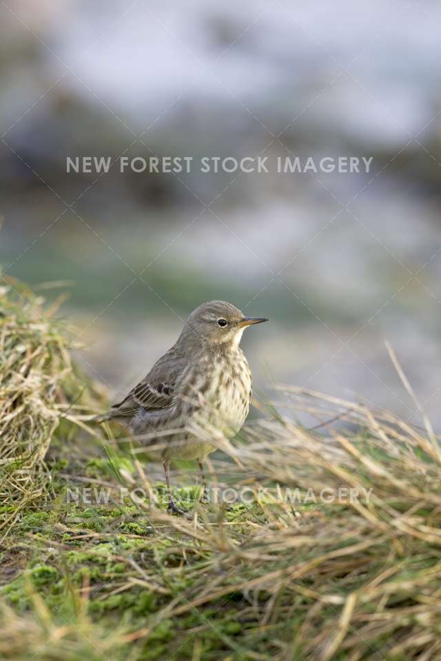 Rock Pipit 04