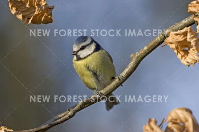 Blue Tit 01