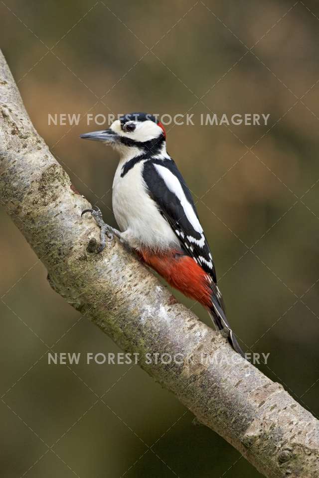 Great Spotted Woodpecker 01