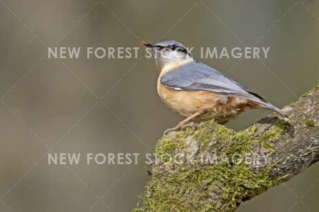 Nuthatch 01