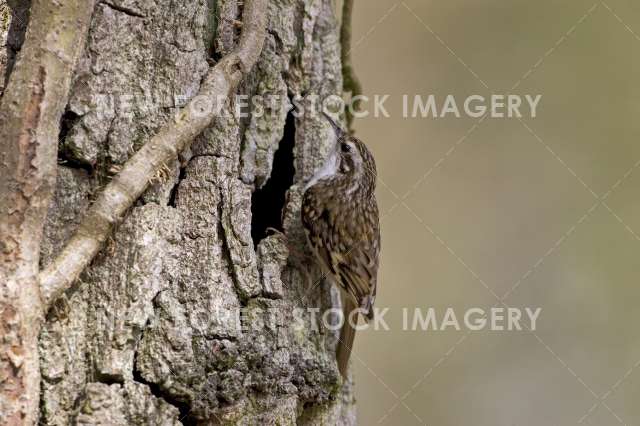 Treecreeper 02