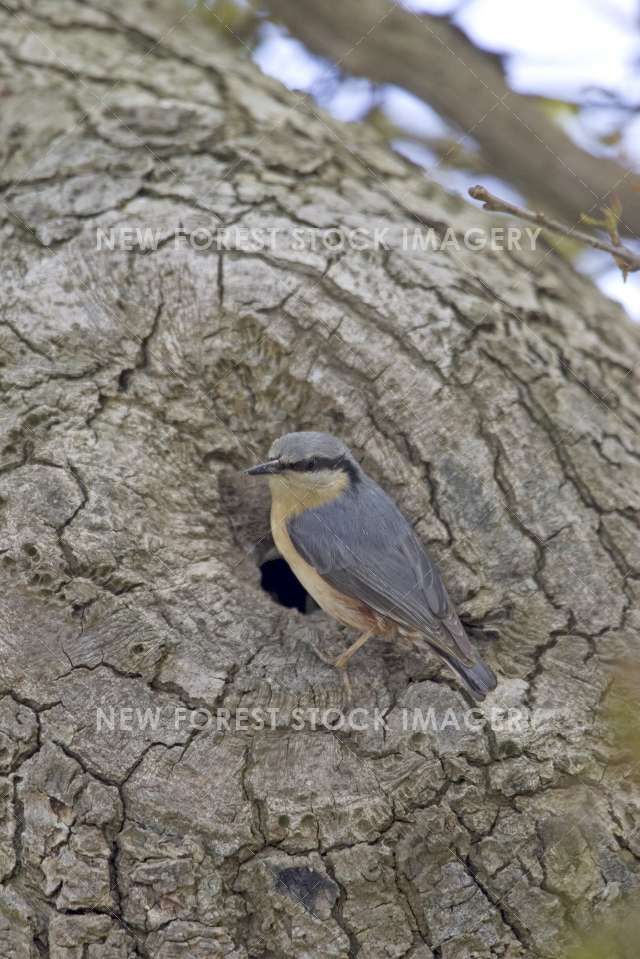 Nuthatch 04