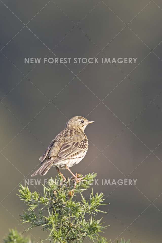 Meadow Pipit 01