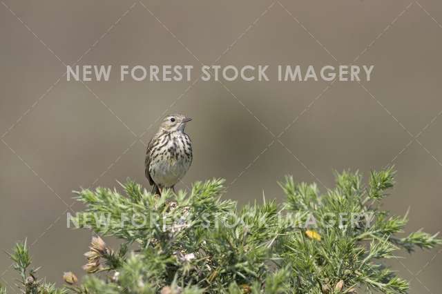 Meadow Pipit 02