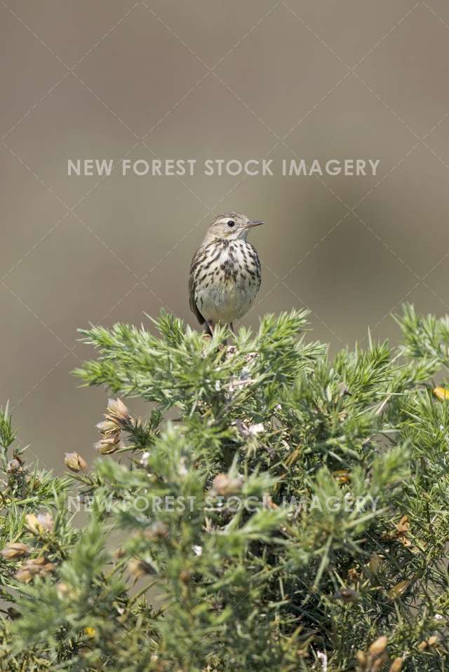 Meadow Pipit 03